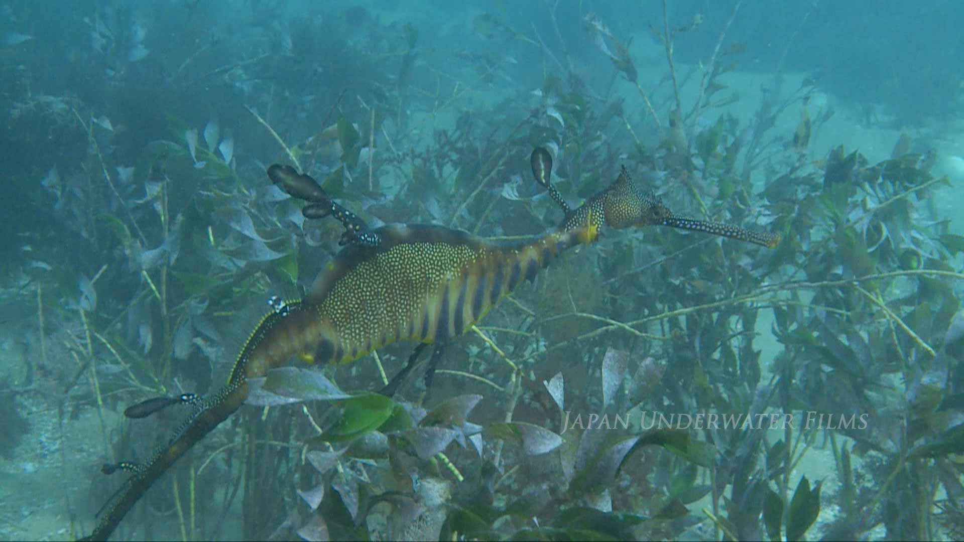 Weedy Sea Dragon