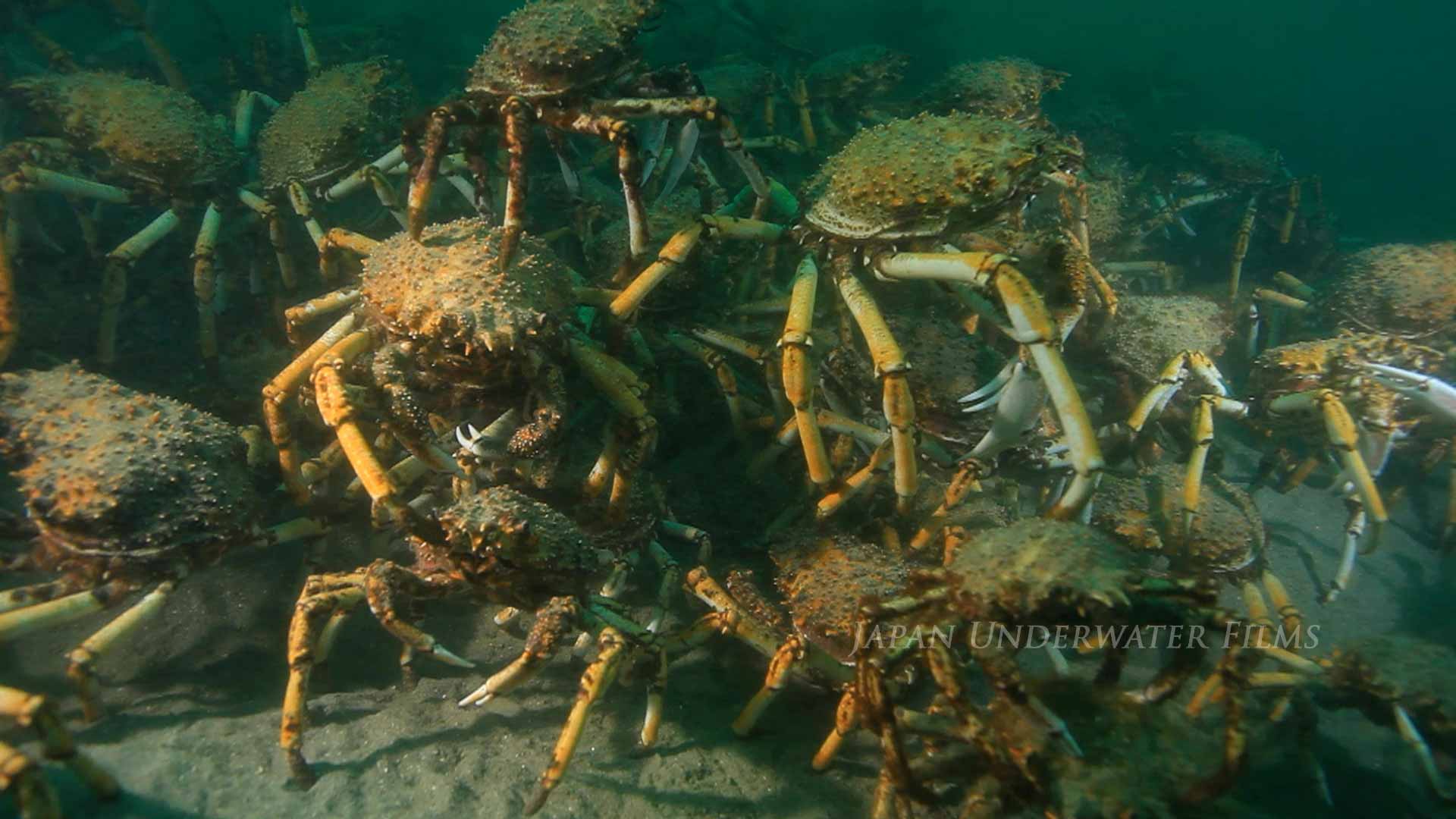 Huge aggregation of Great Spider Crab