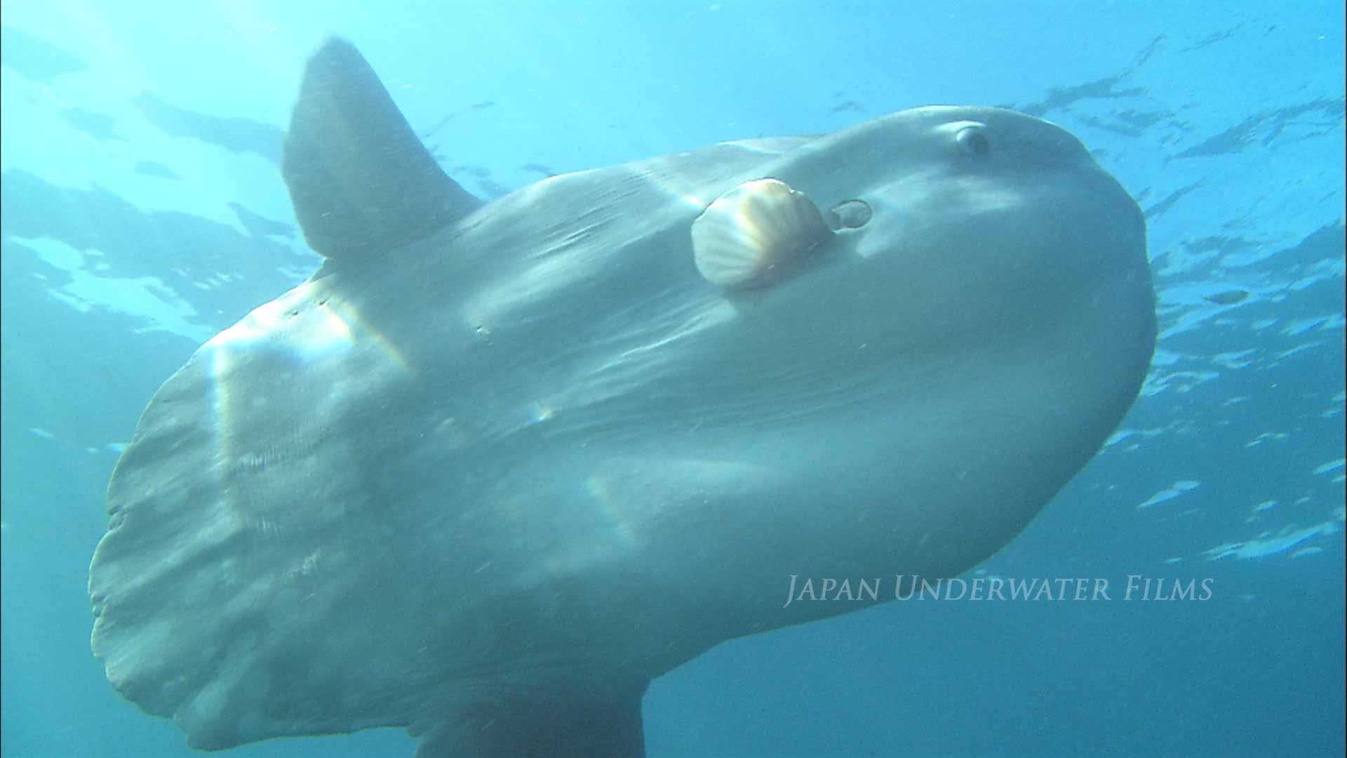 Ocean sunfish