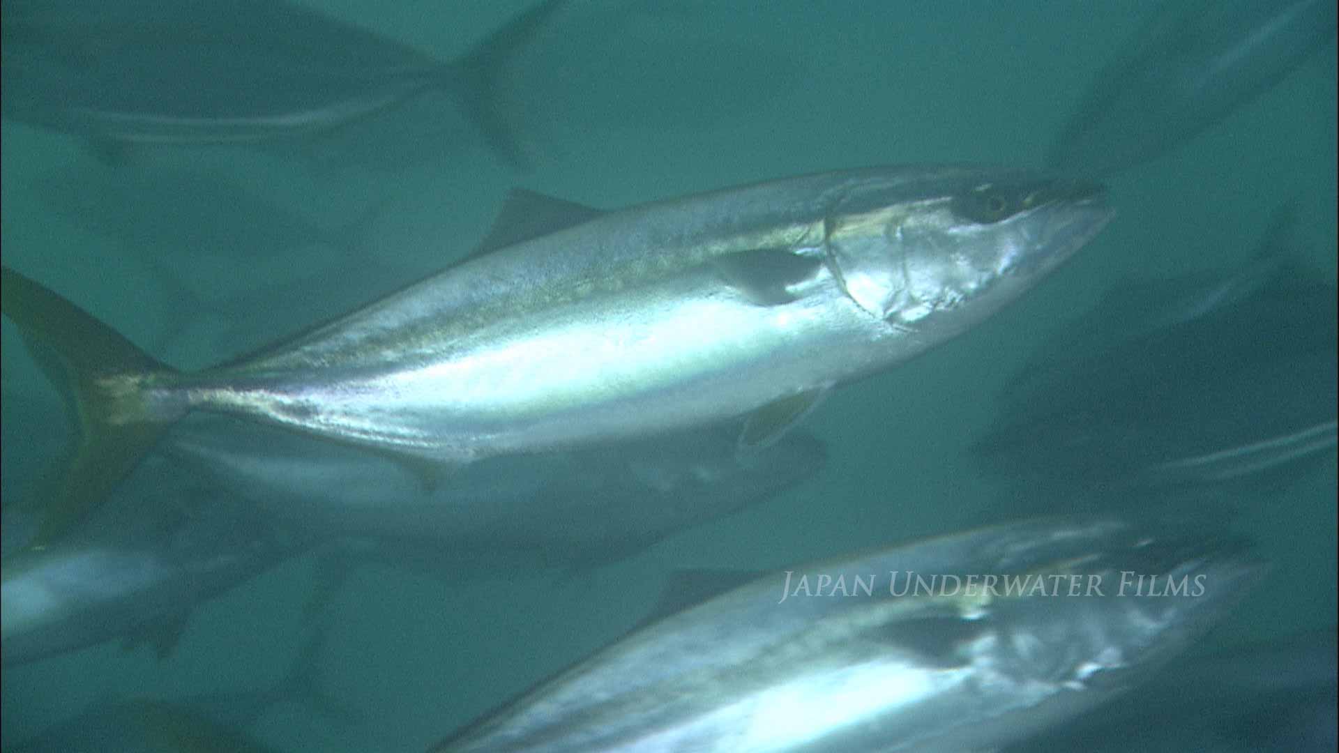 Winter Seasonal fish in the stock! Yellow goosefish, Japanese amberjack, Giant Pacific octopus