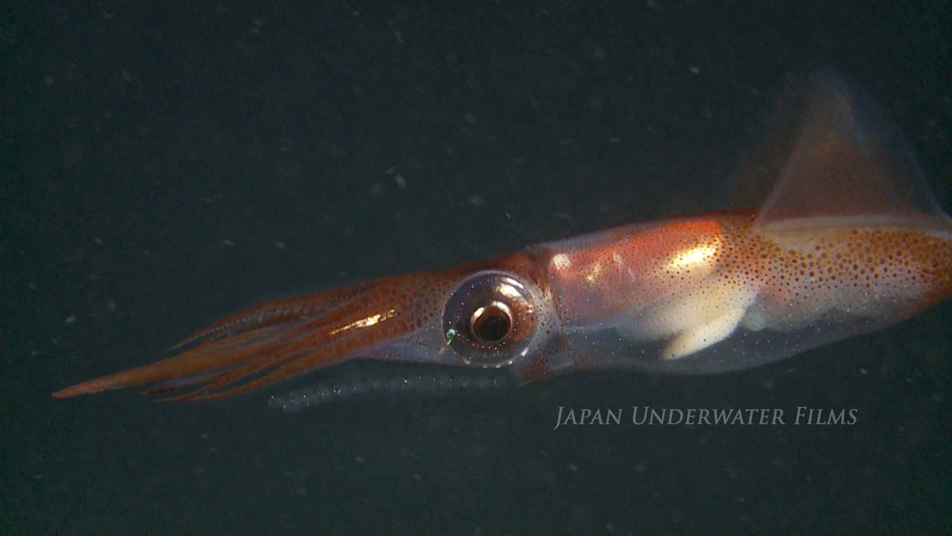 [Bioluminous creature] Firefly squid