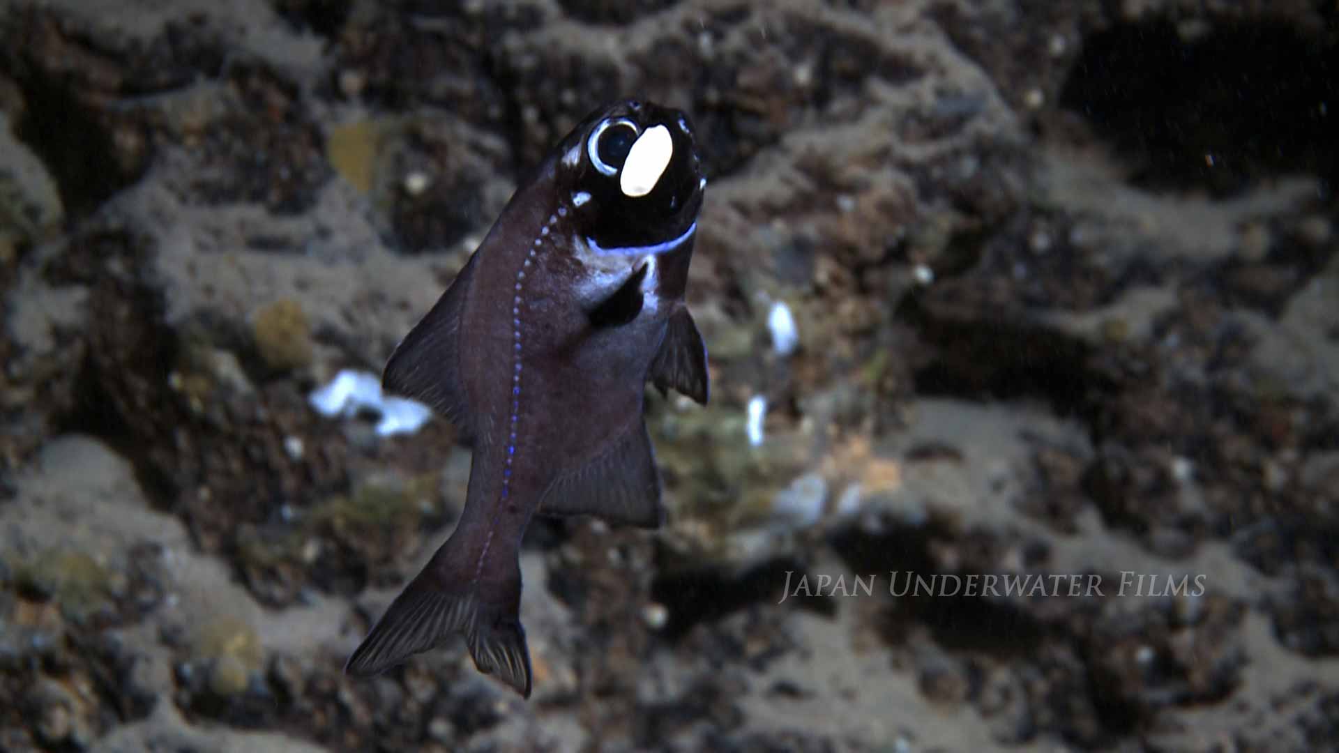 [Bioluminous creature] Splitfin flashlightfish