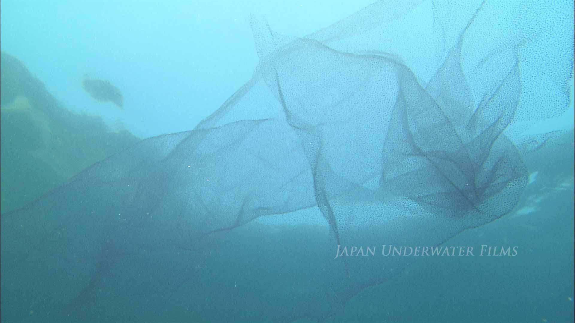 Deep-sea fish: Yellow goosefish egg