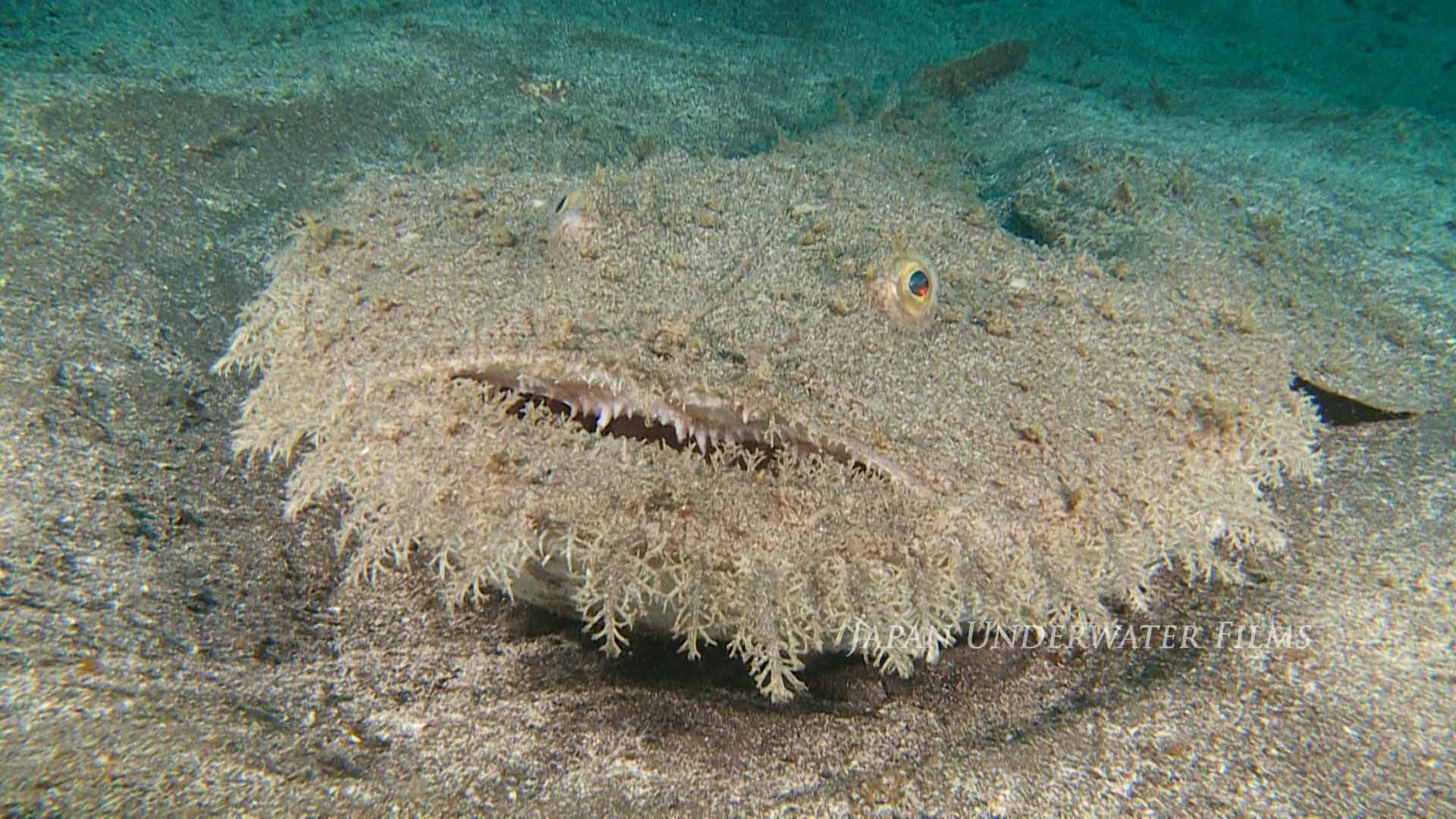Deep-sea fish: Juvenile and adult of Yellow goosefish