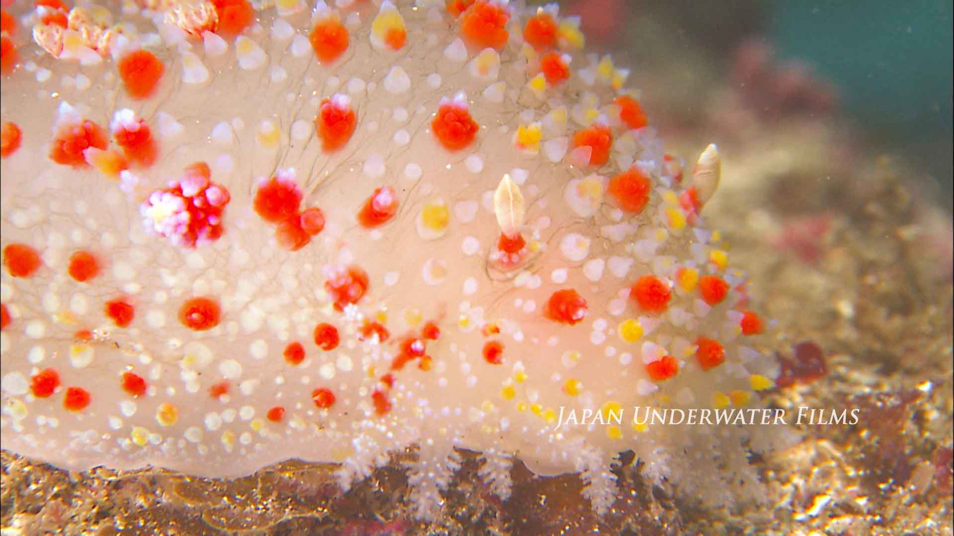 [Bioluminous Creatures] Glowing Sea Slug, Kalinga ornata