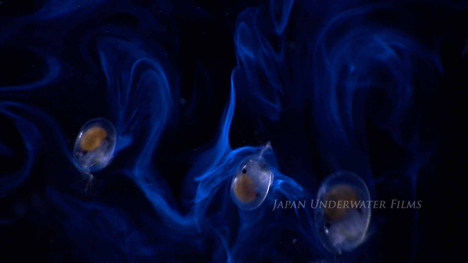 [Bioluminous creature] Sea firefly