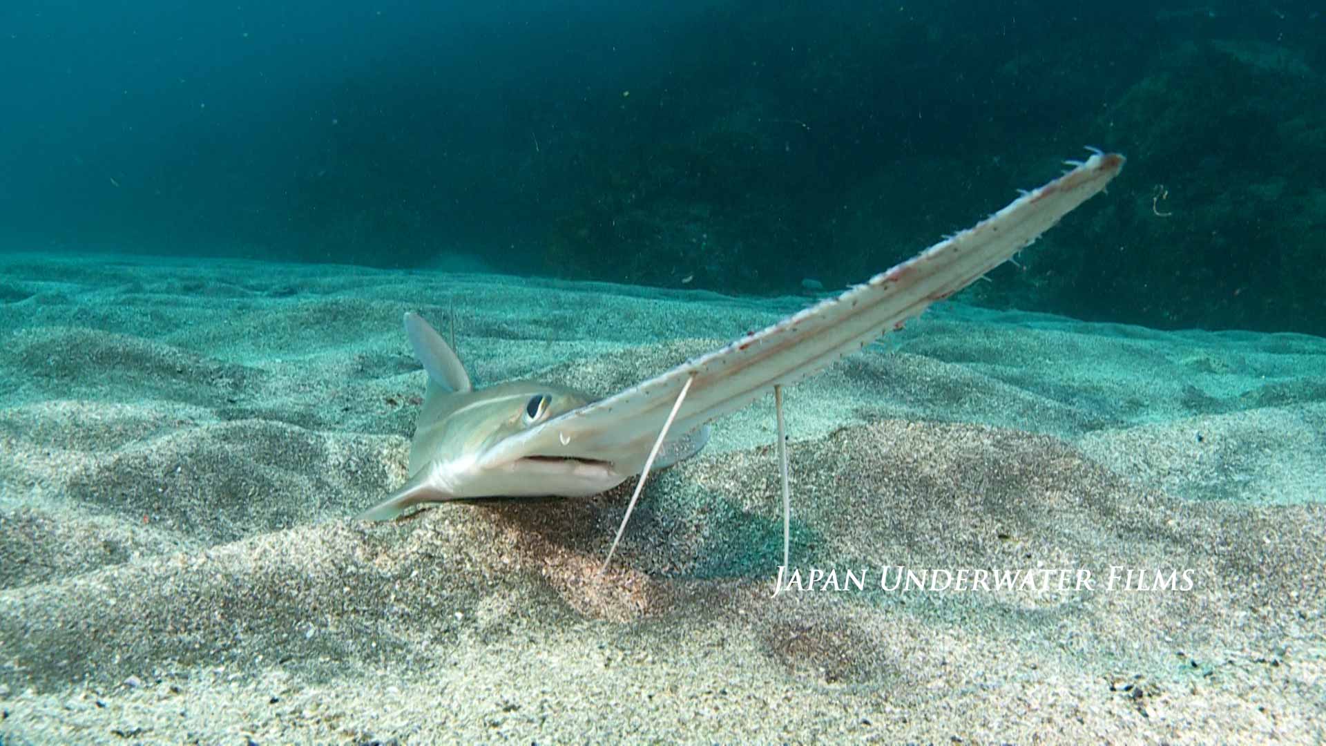 Japanese Sawshark