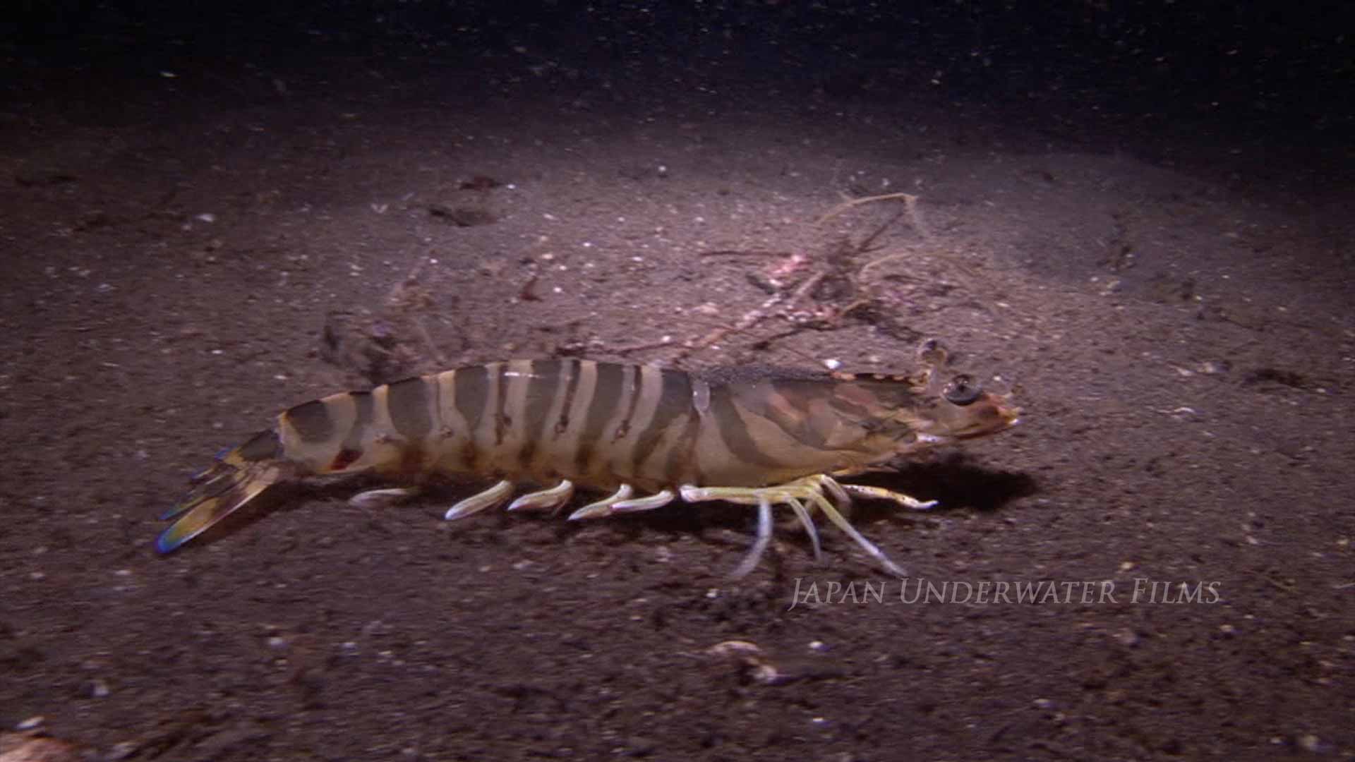 Japanese Tiger prawn