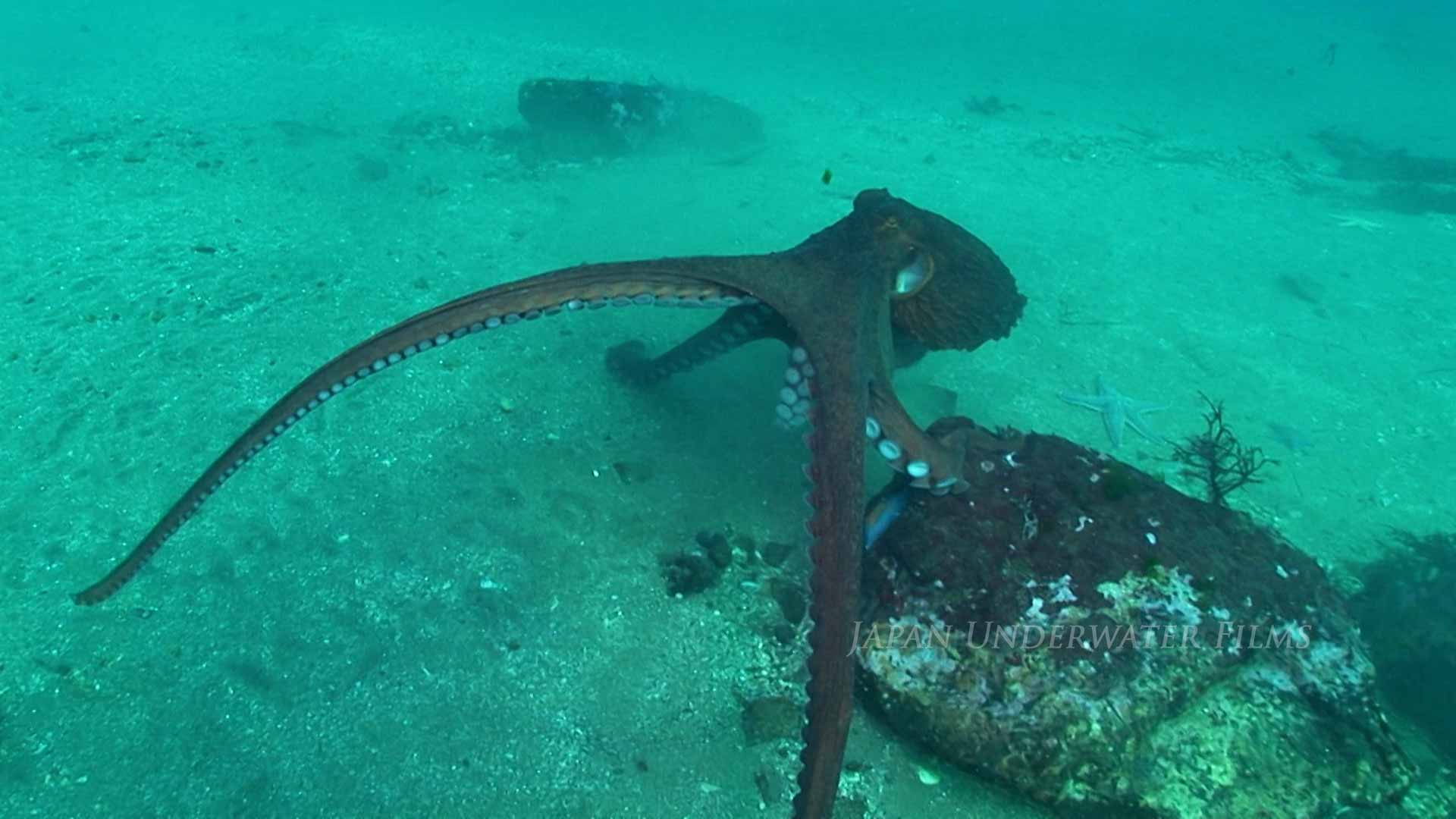 Giant pacific octopus attacks camera