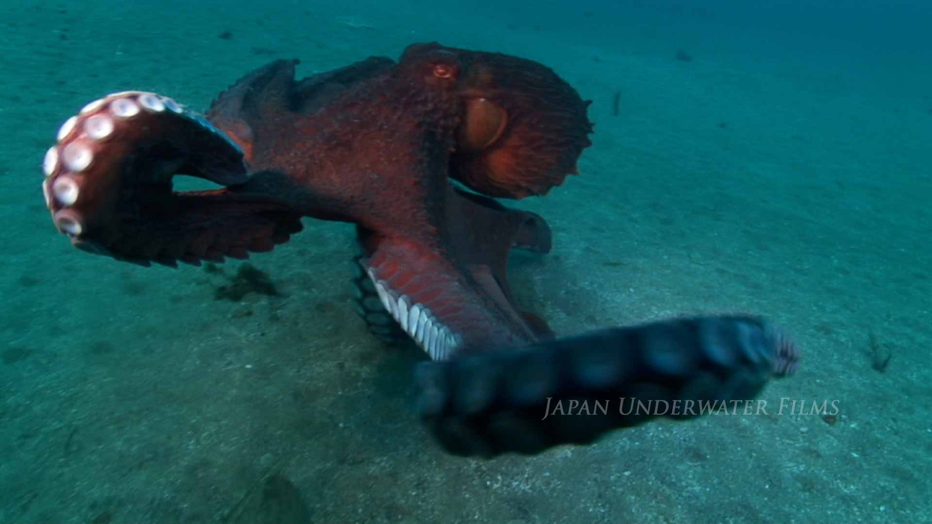 Giant pacific octopus attacks camera more