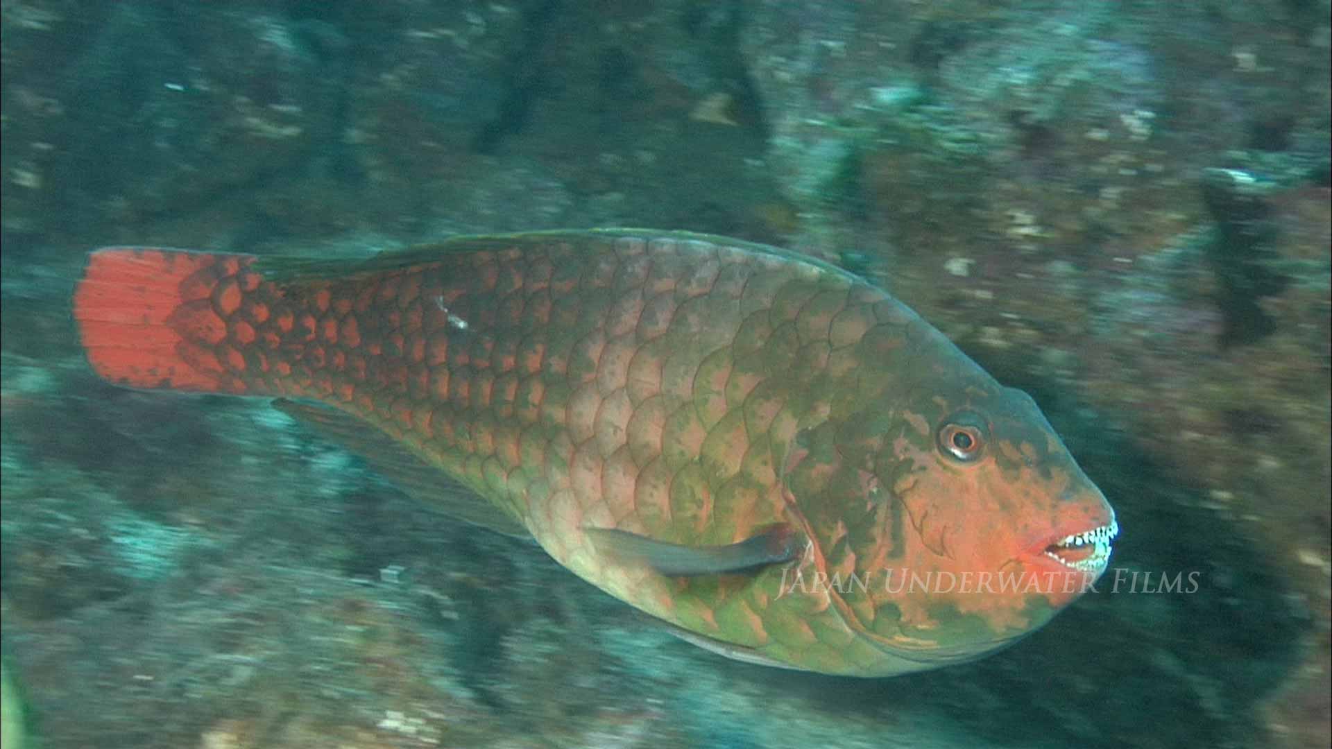 Japanese Parrotfish: eating seaweed