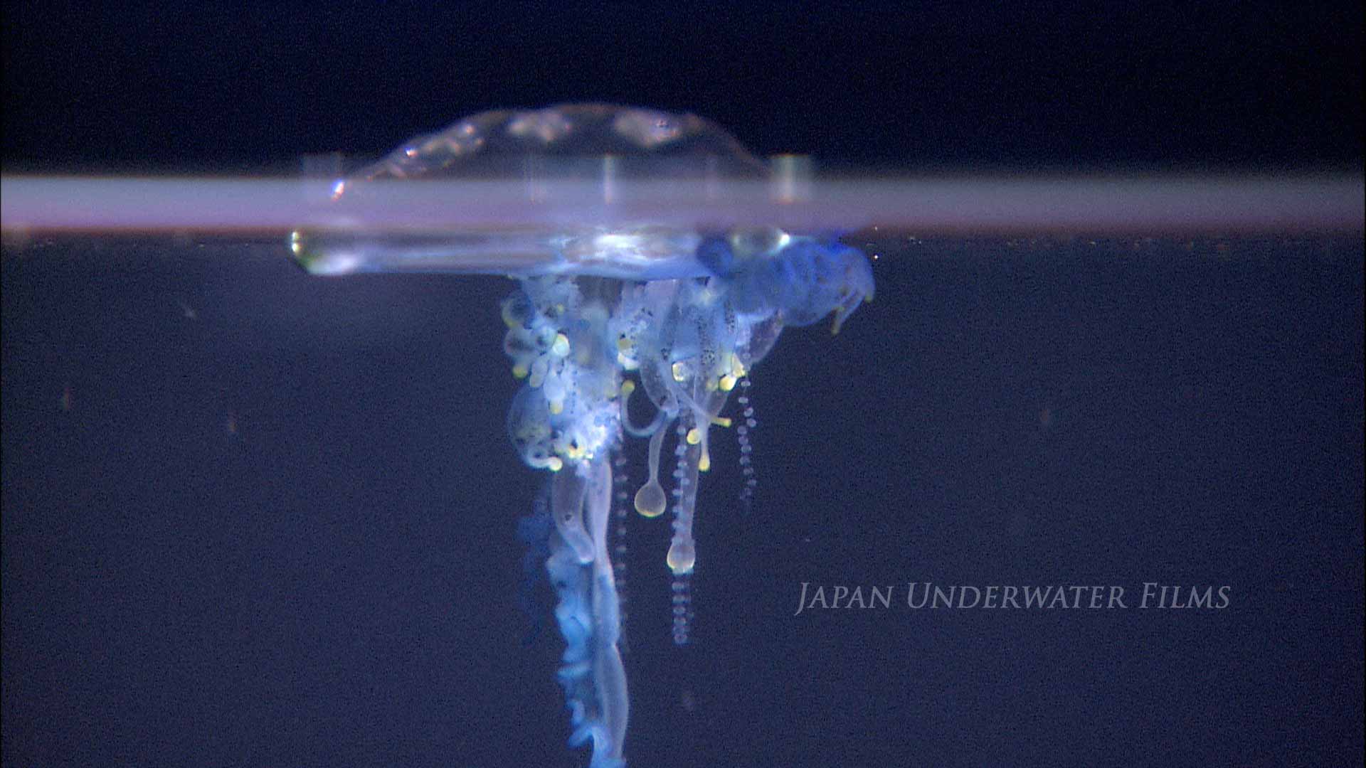 Portuguese Man-of-War, a highly poisonous jellyfish