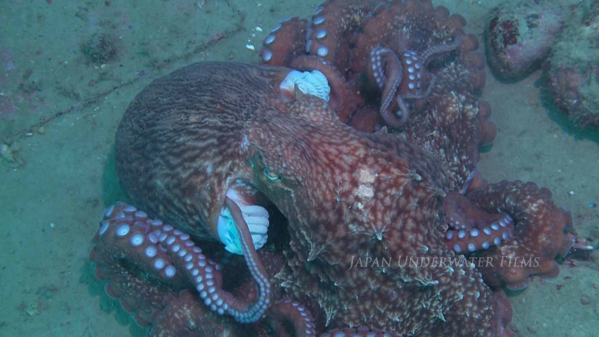 Giant Pacific Octopus Gill Washing