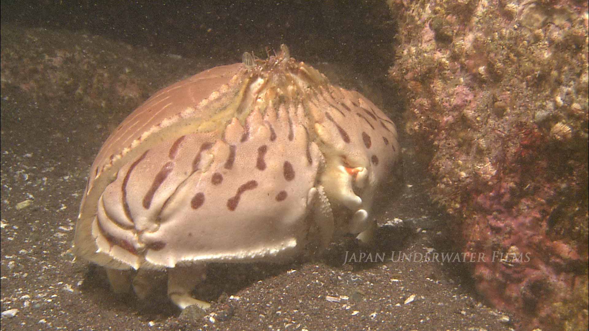 Red-streaked box crab