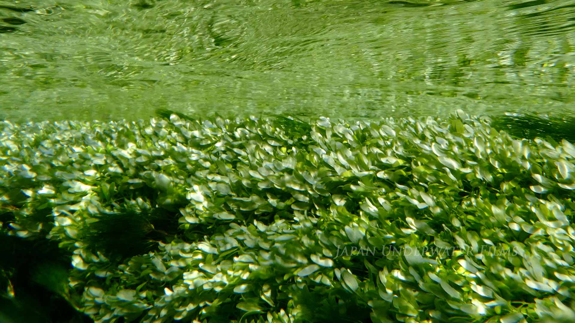 Clear streams of Toyama