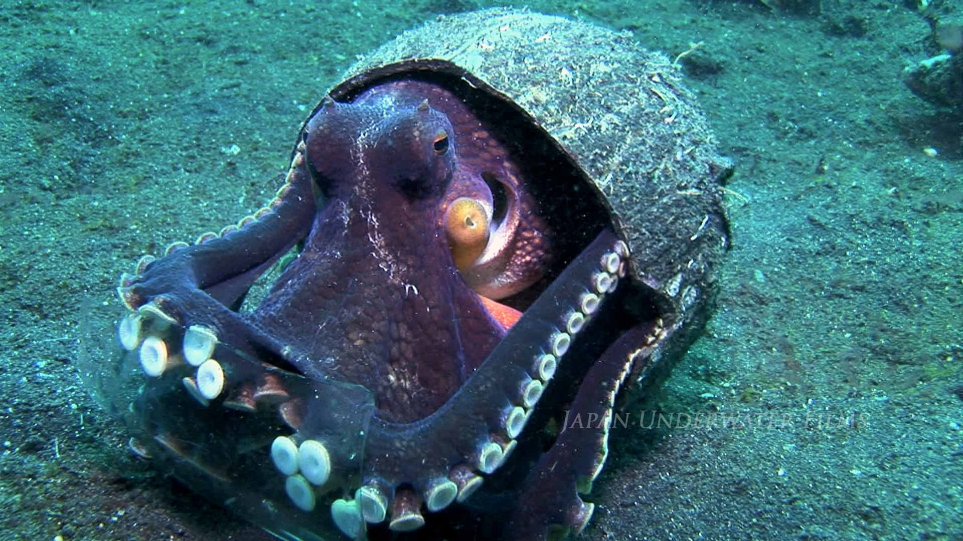 Coconut Octopus
