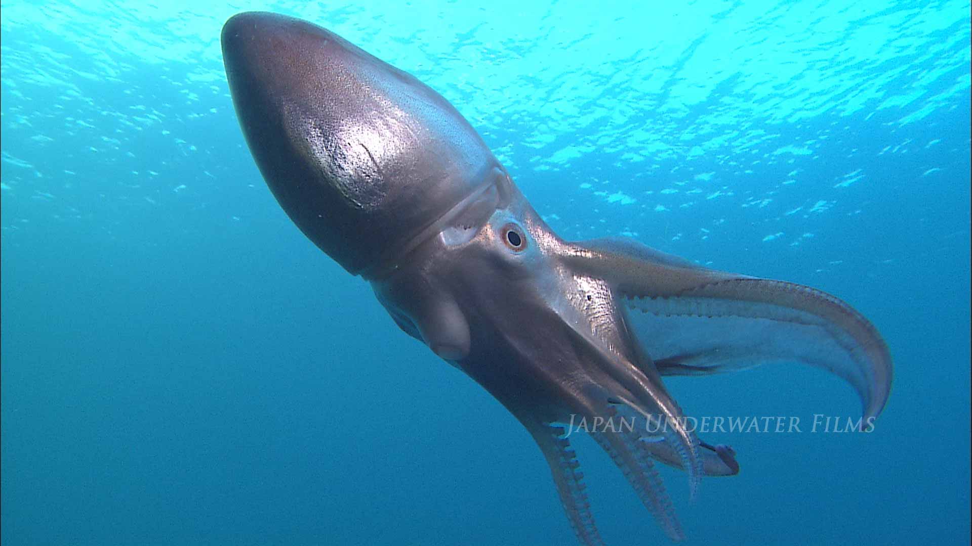 Blanket octopus