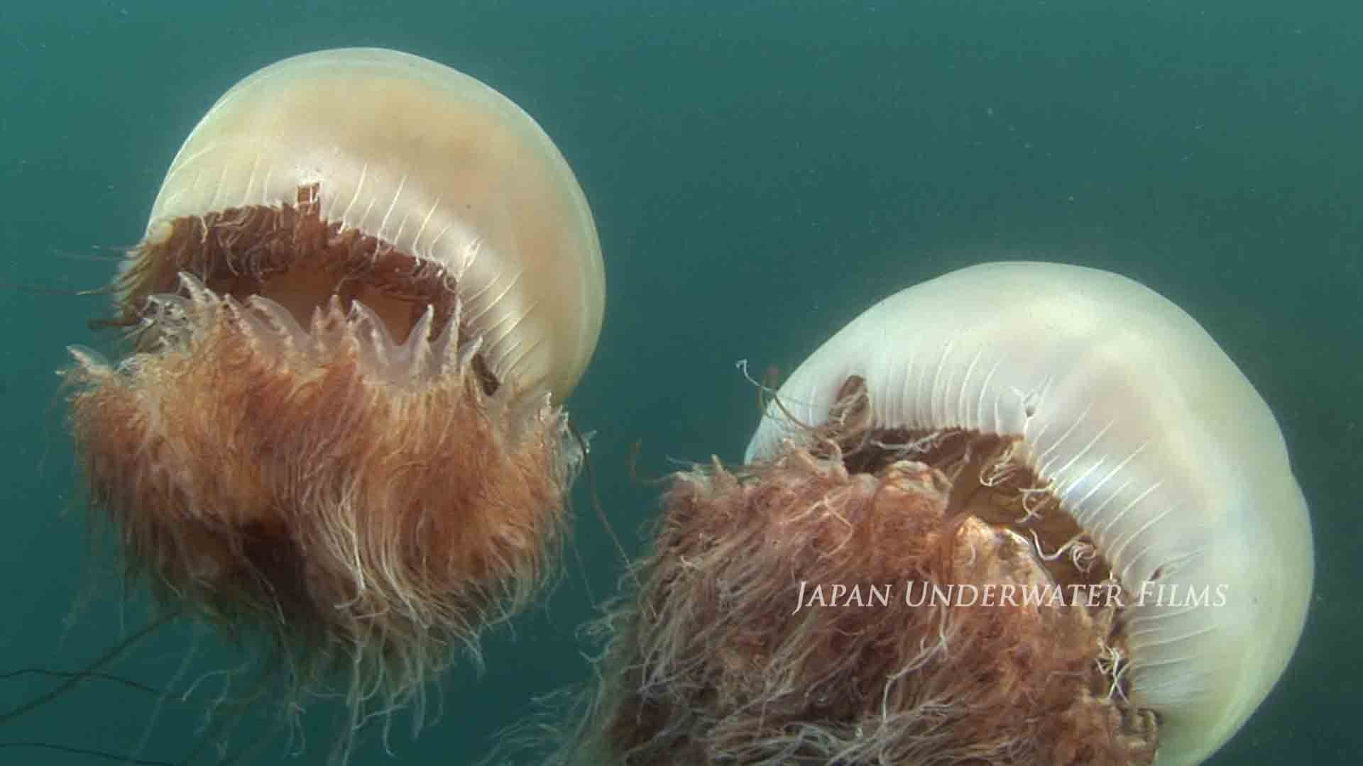 Nomura’s jellyfish