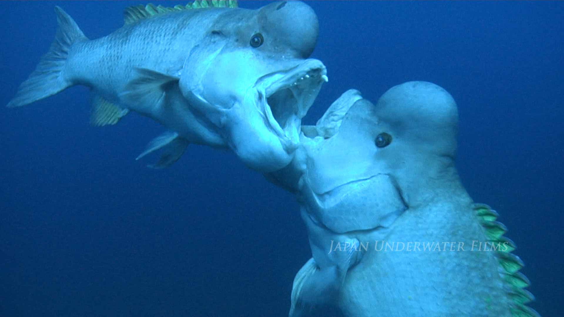 Fighting of Asian sheepshead wrasse