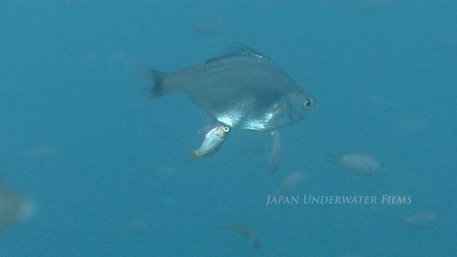 Ransonnet’s surfperch lay juvenile fish