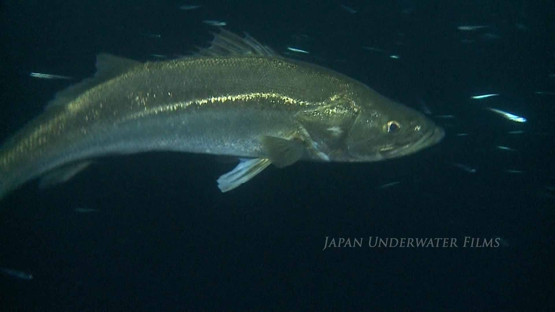 Hunting of Japanese seabass (Suzuki)