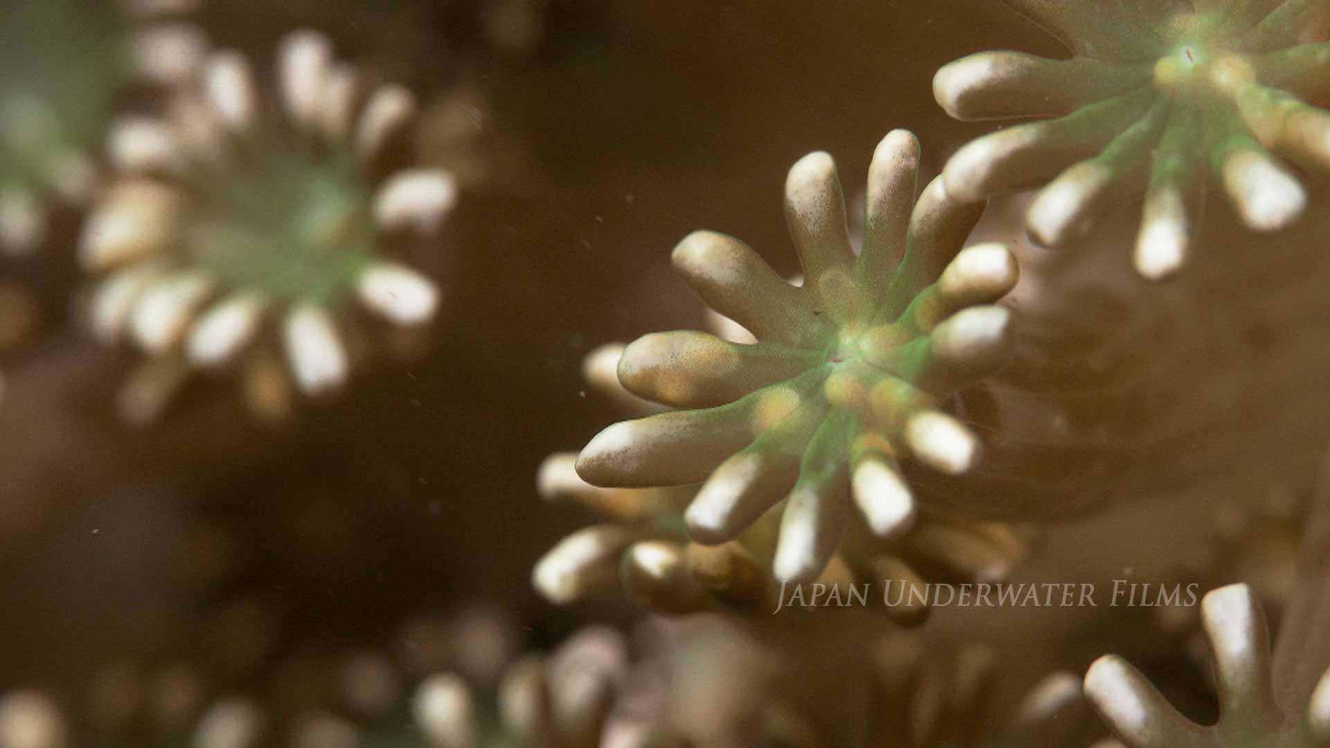 Egg release of soft coral, Alveopora japonica