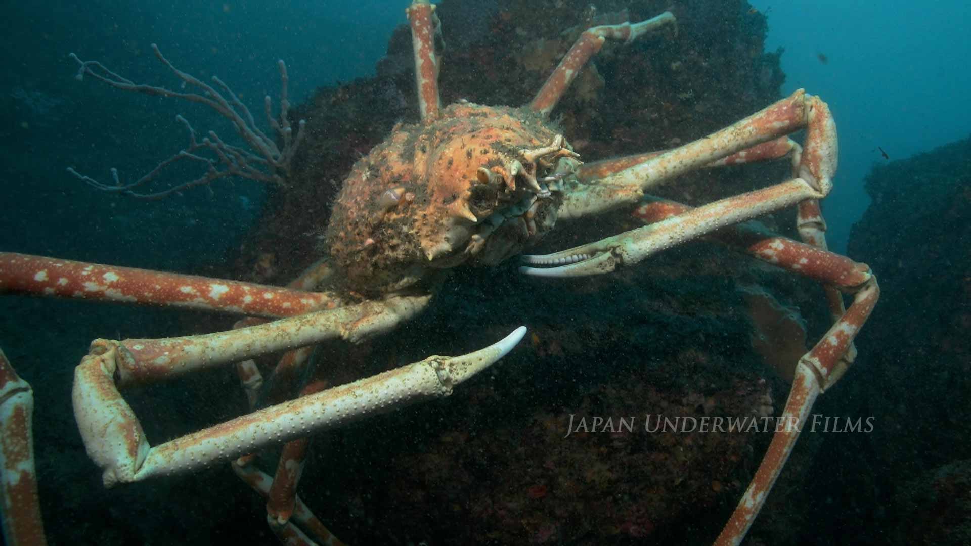 Japanese spider crab