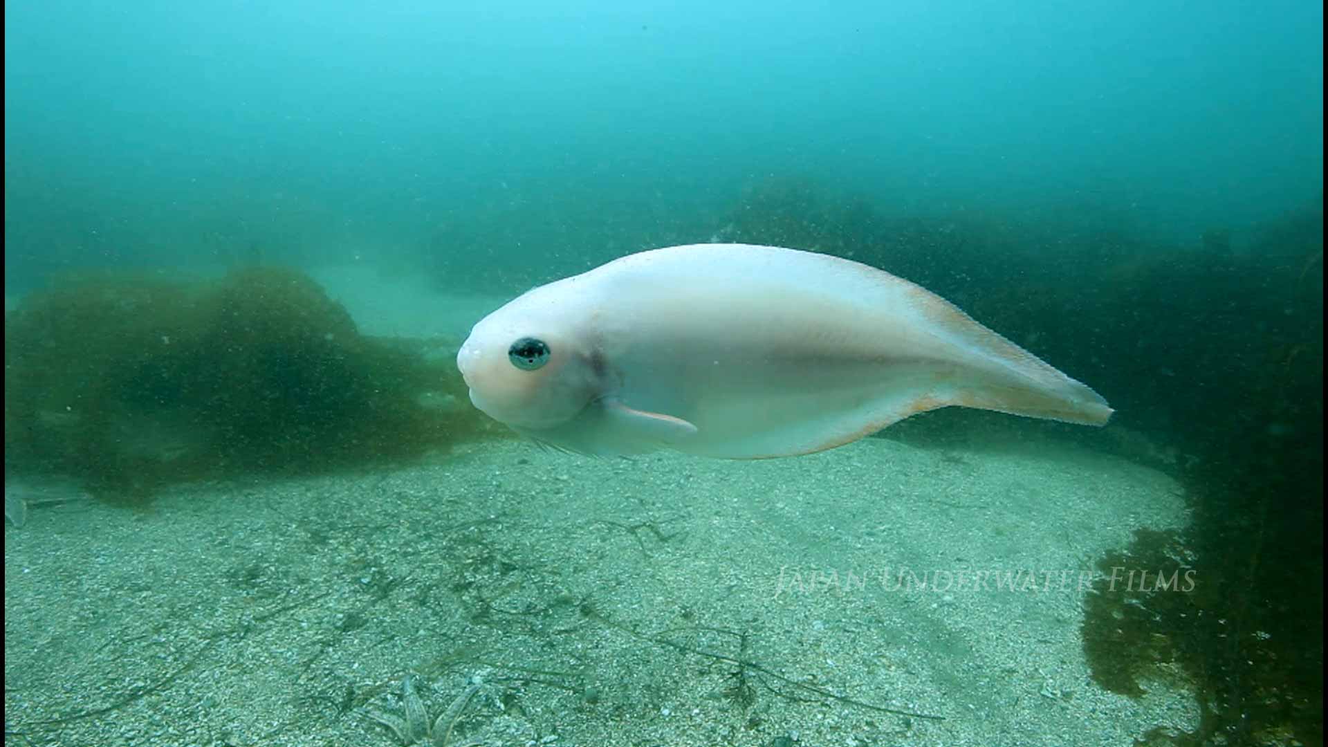 Salmon snailfish