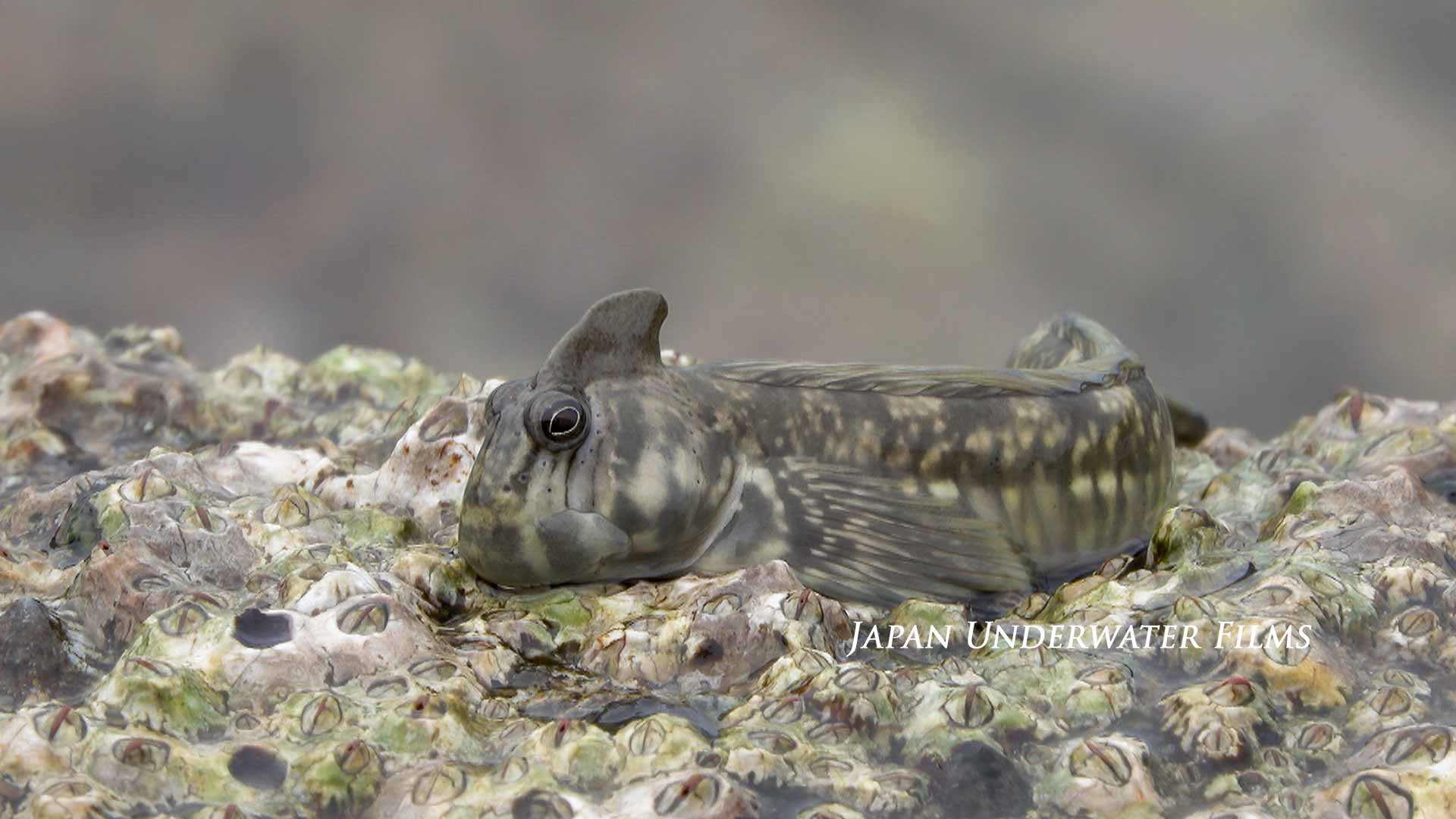 Alticus orientalis, a fish that breathes through its skin