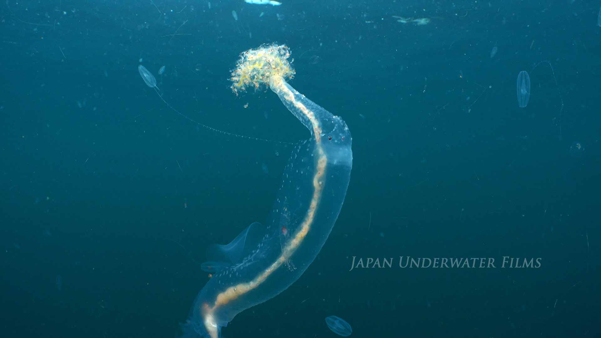 ハダカゾウクラゲ動画