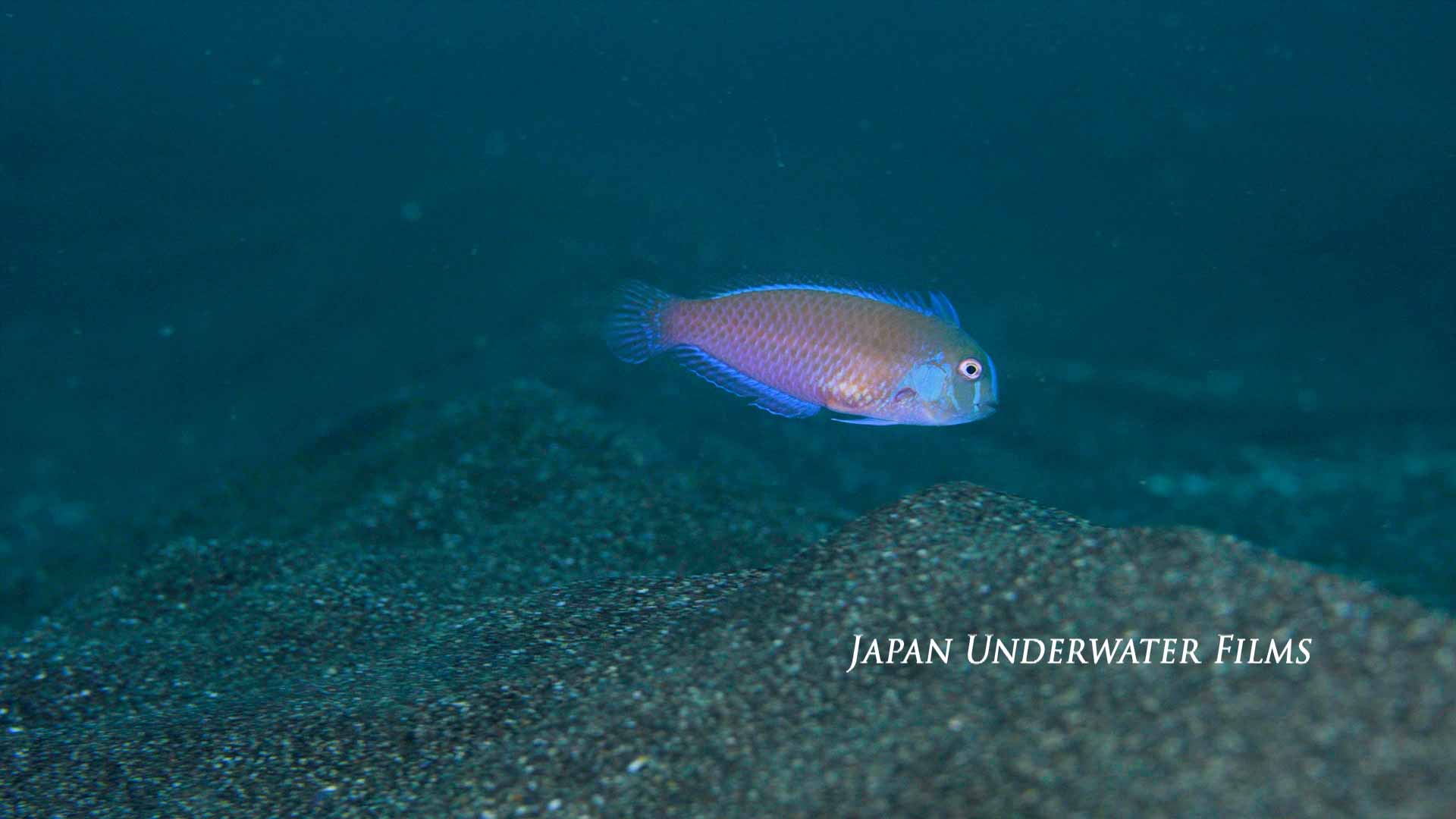 Three banded razorfish, a fish that burrows into the sand