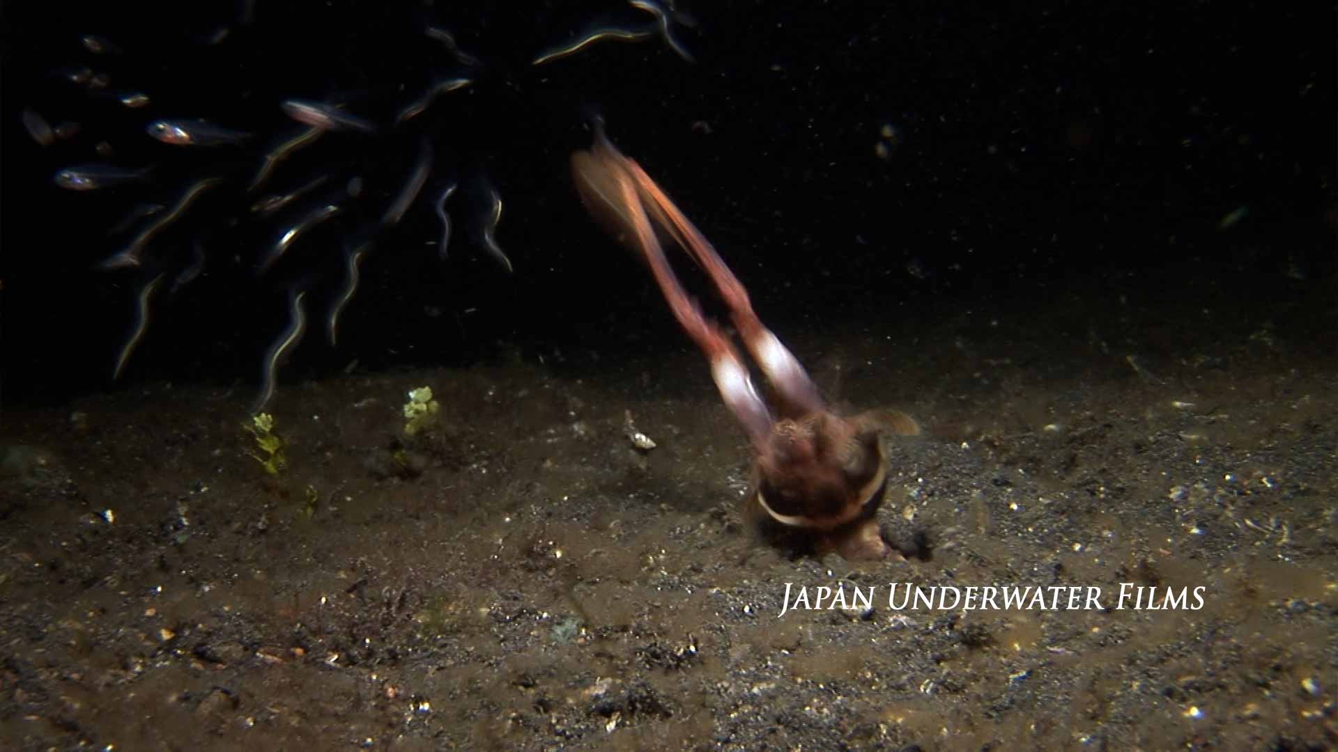 Mantis shrimp hunt a fish