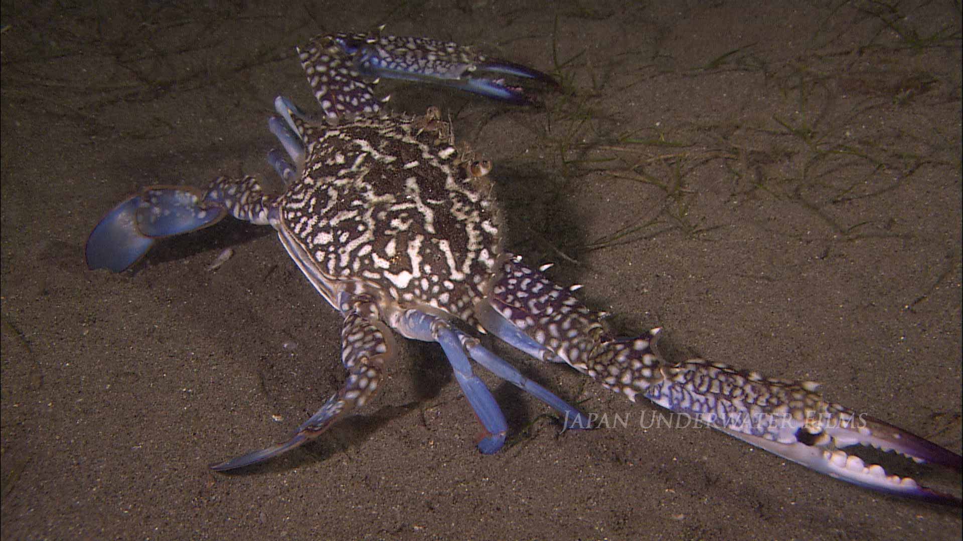 Blue Swimming Crab