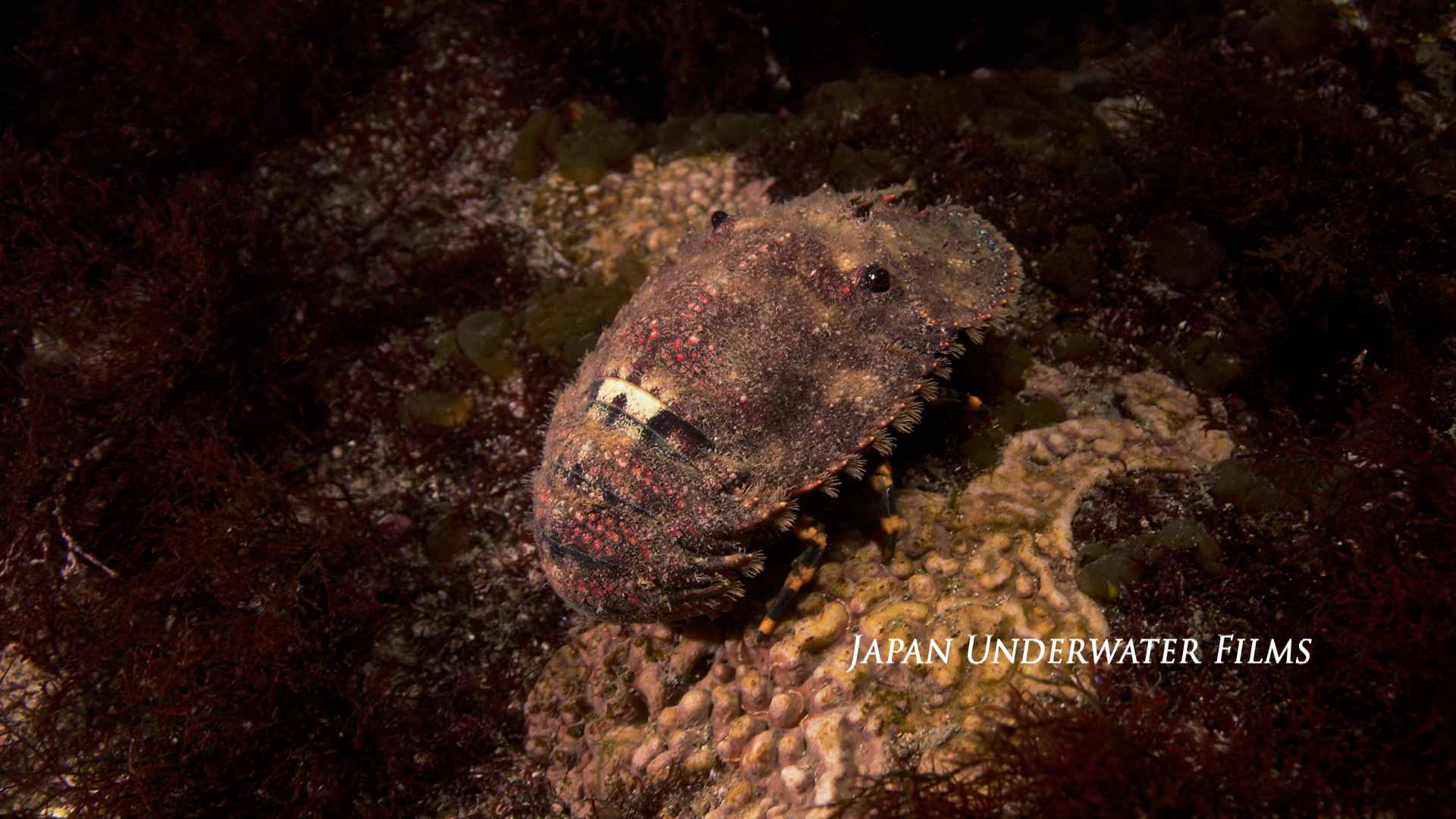 Japanese mitten lobster