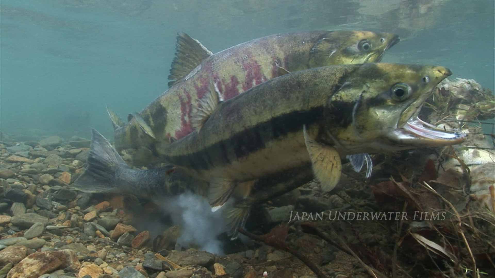 Chum salmon upstream migration and spawning