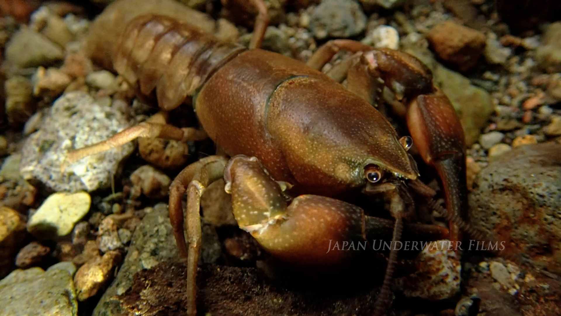 Japanese crayfish