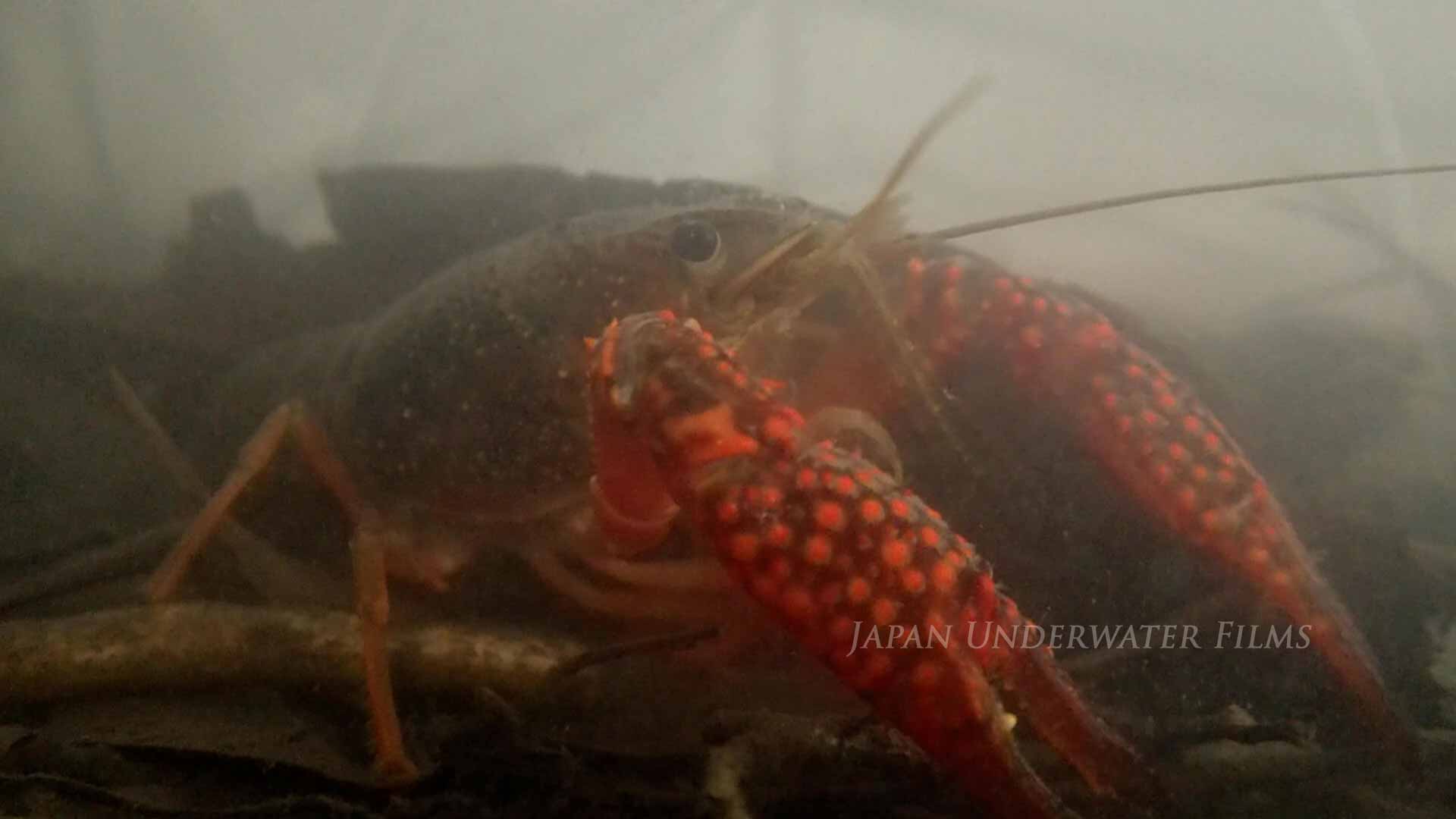 Red Swamp Crayfish