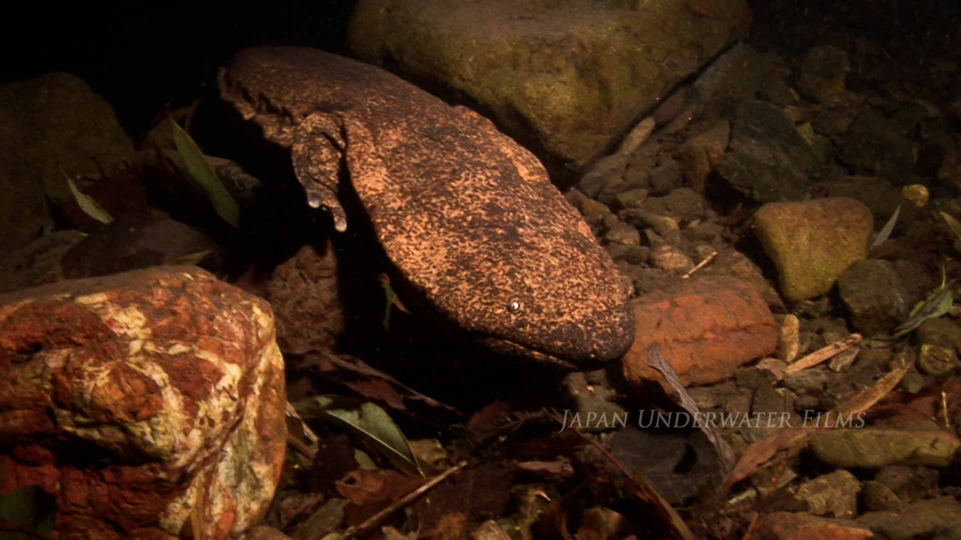 Giant salamander at night