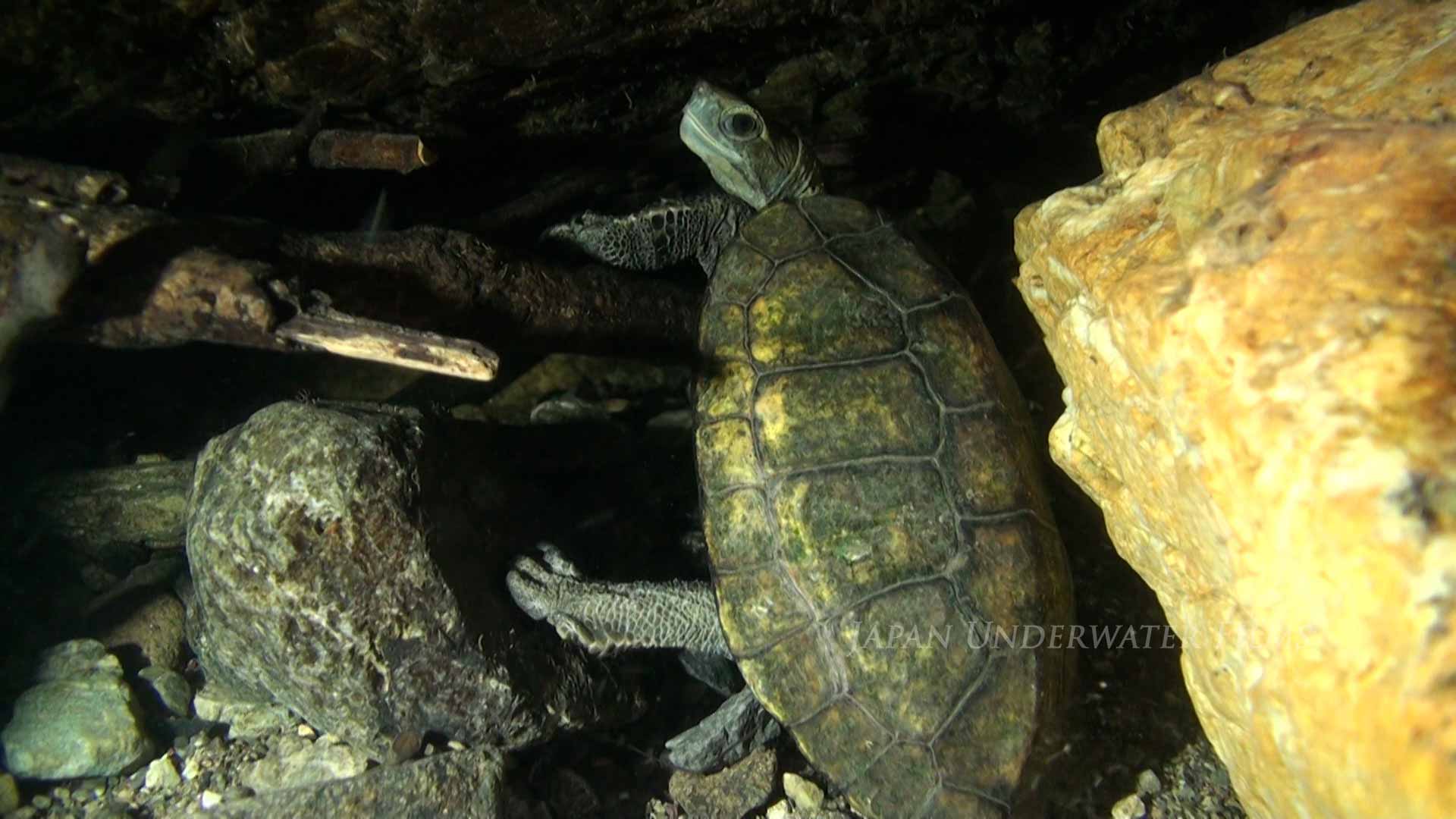 Japanese pond turtle