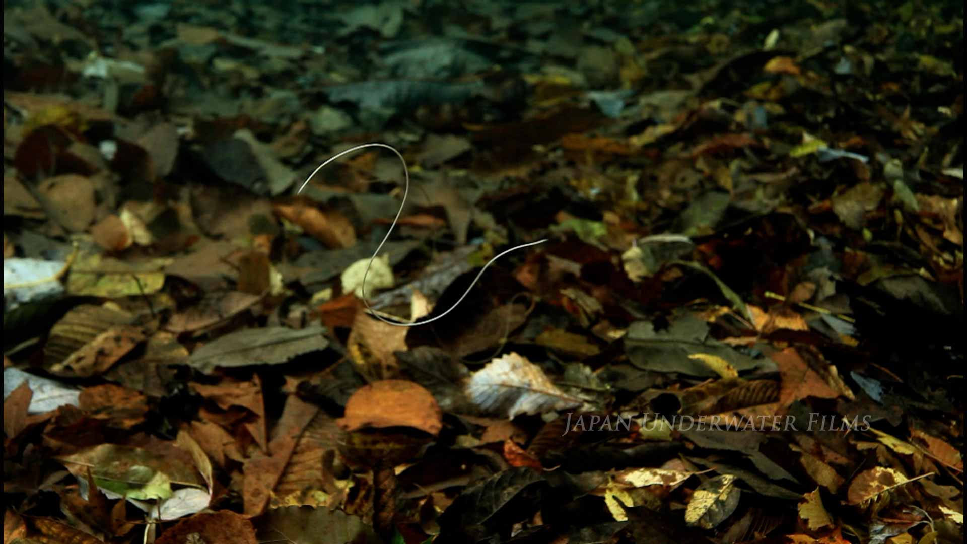 Horsehair worms: A slightly scary parasite