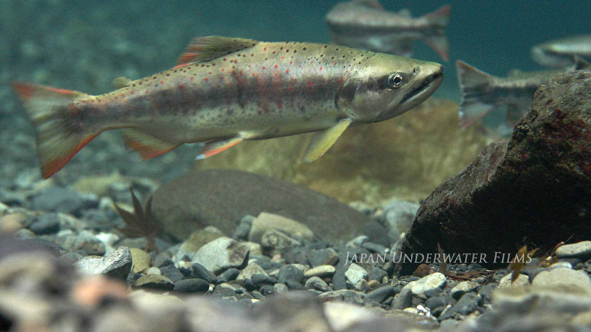 Amago (Satsukimasu)-landlocked form of Masu salmon
