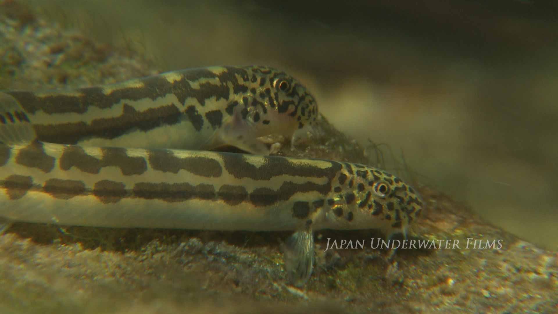 Ajime Loach, a species endemic to Japan