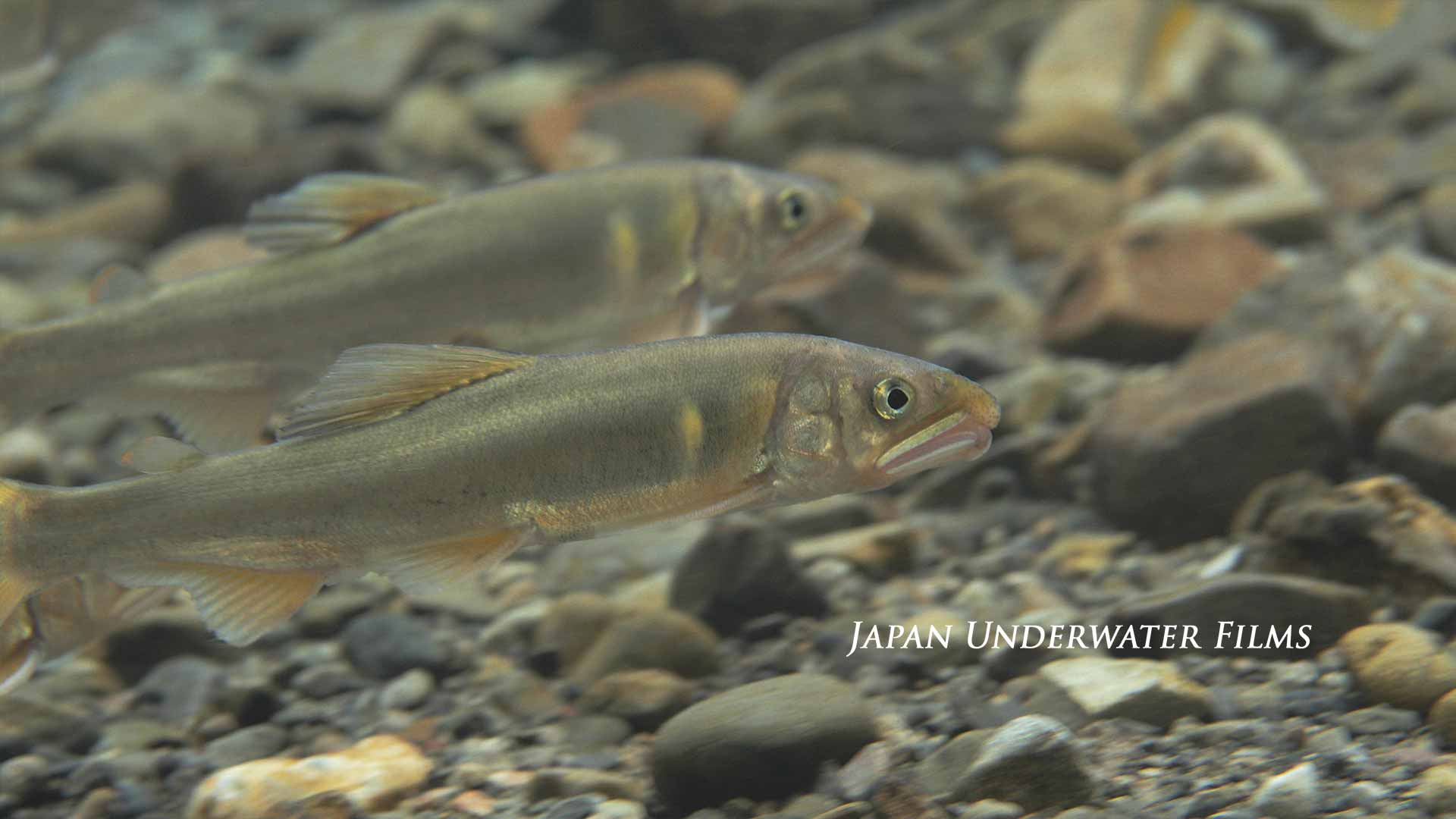 Ayu sweetfish spawning