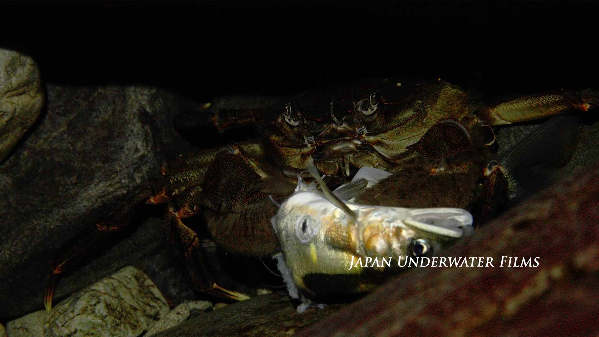 Japanese Mitten crab eating Ayu sweetfish