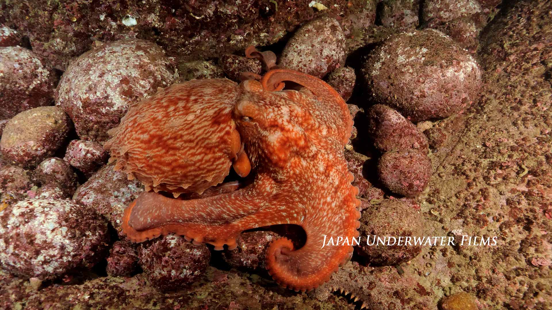 Giant Pacific Octopus hunting