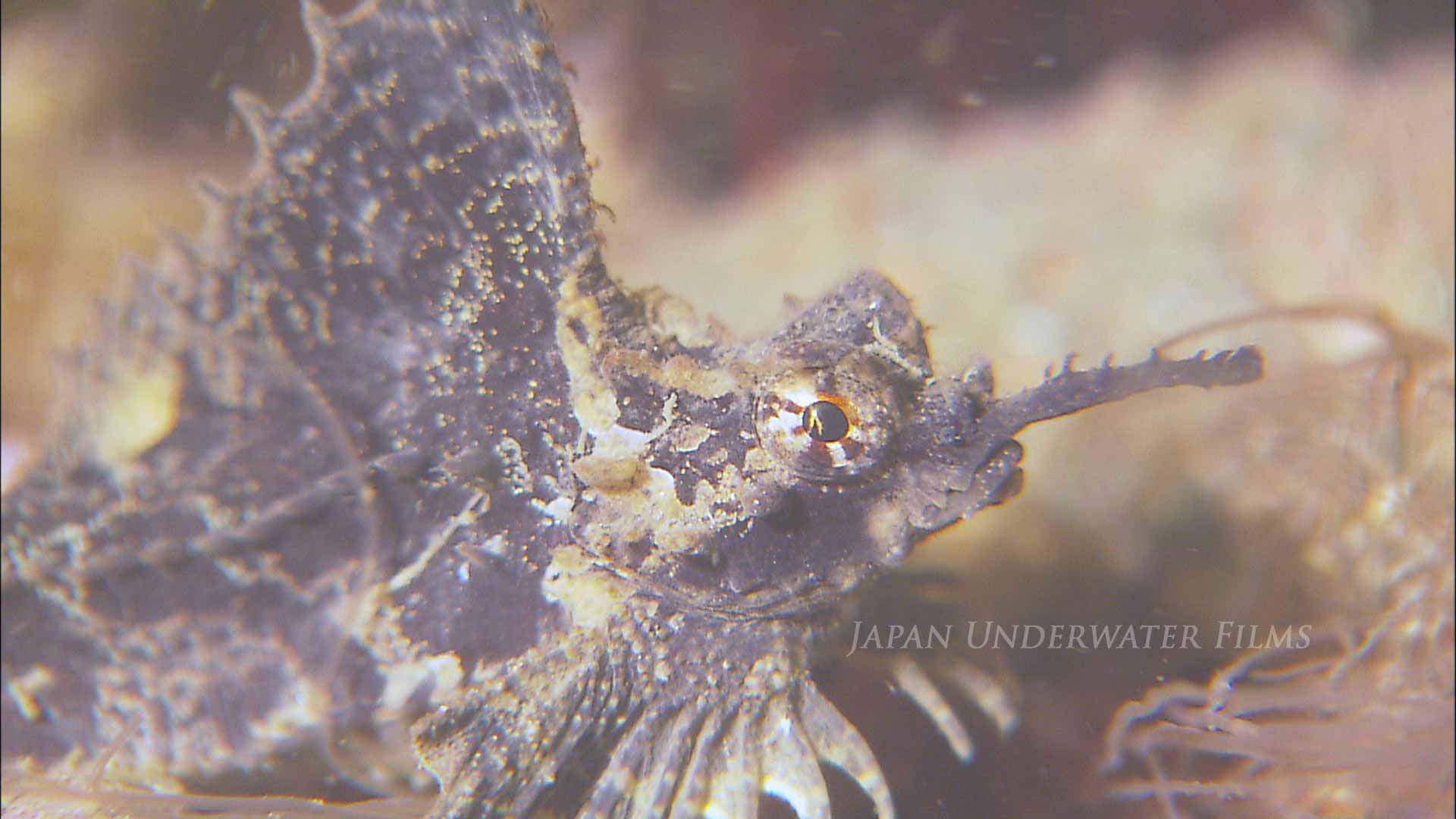 Barbed hunchback poacher