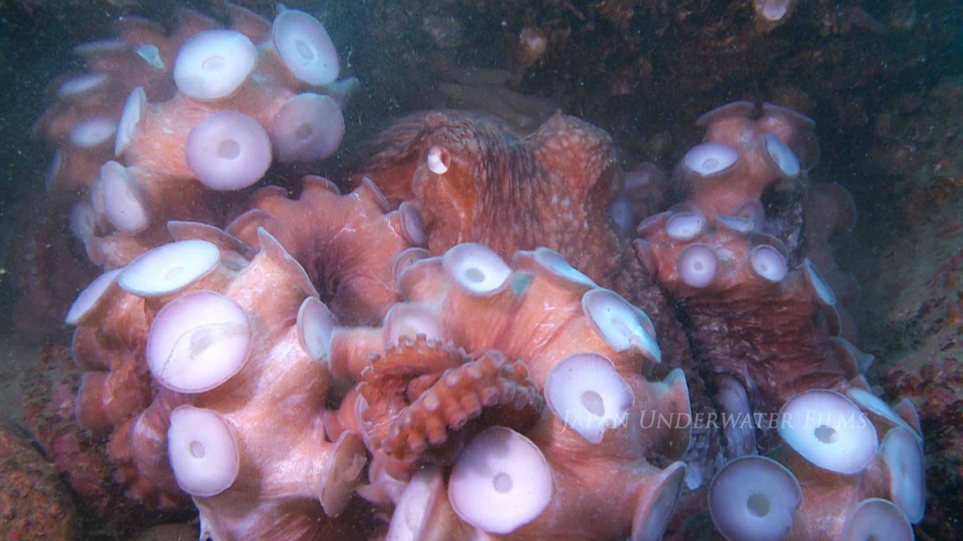 Molting of a Giant pacific octopus