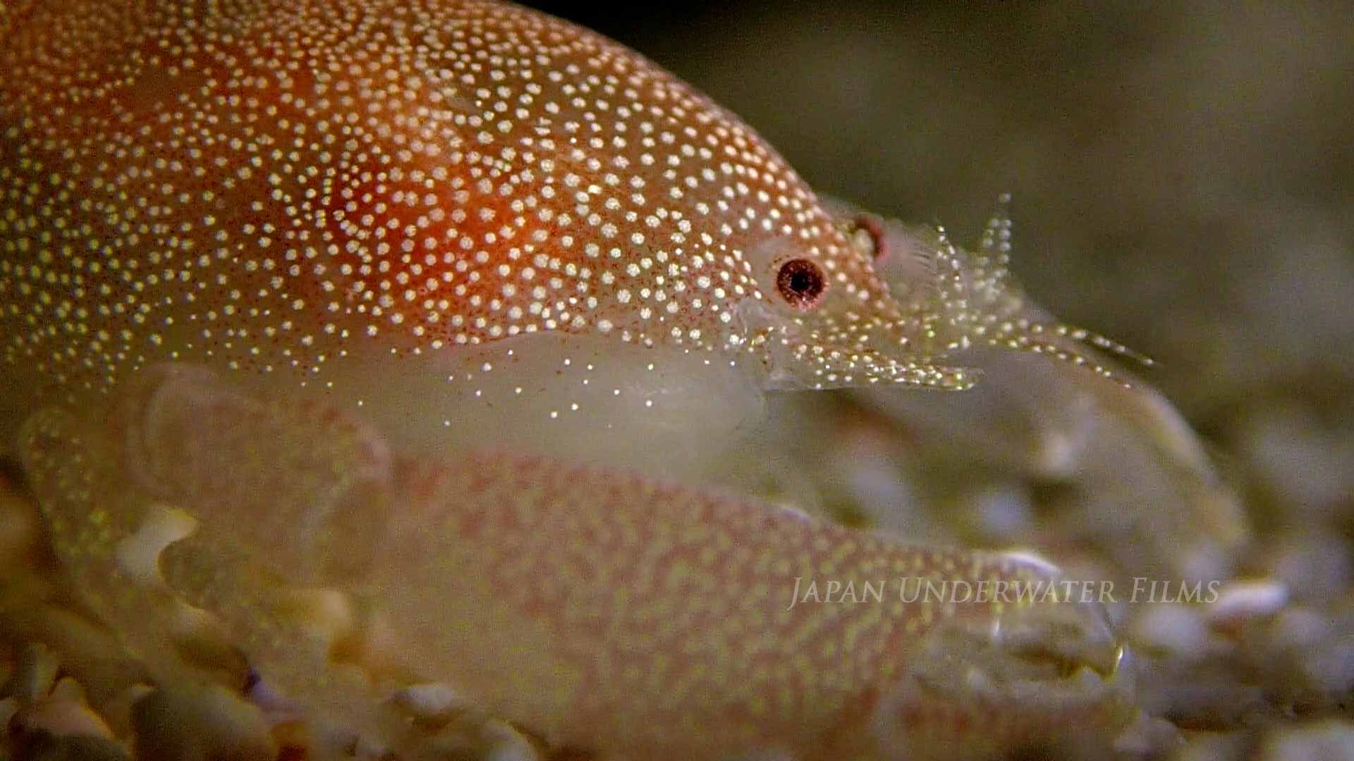 Commensal Shrimp in Pen Shell