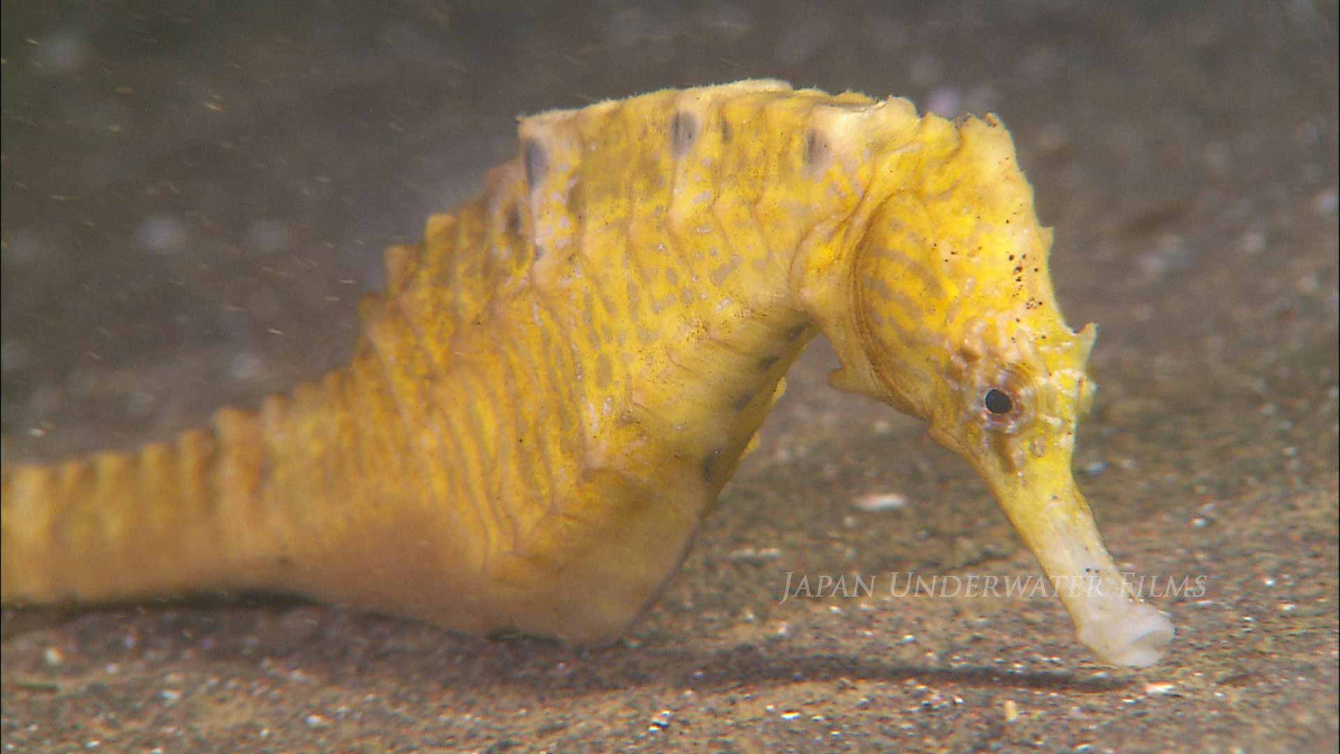 Longnose seahorse searching for food