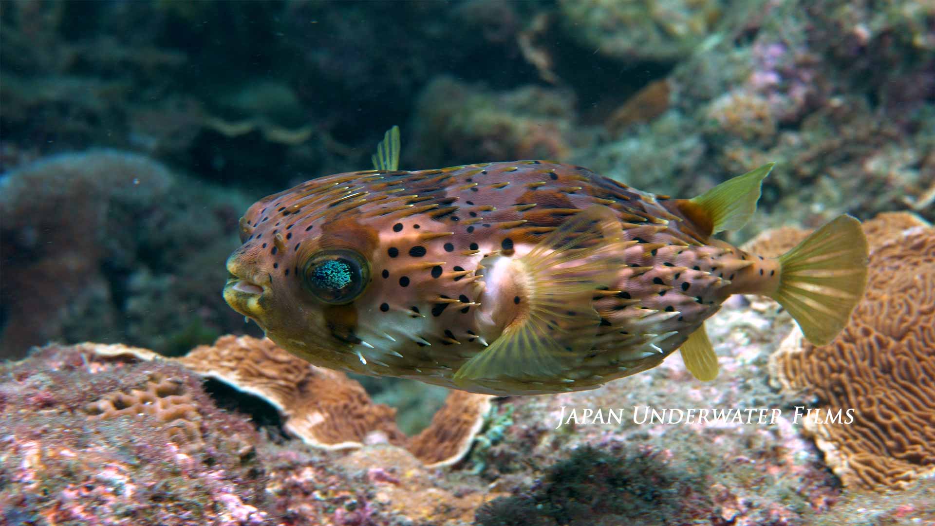 Longspined porcupinefish inflates